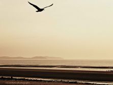 home to roost.jpg